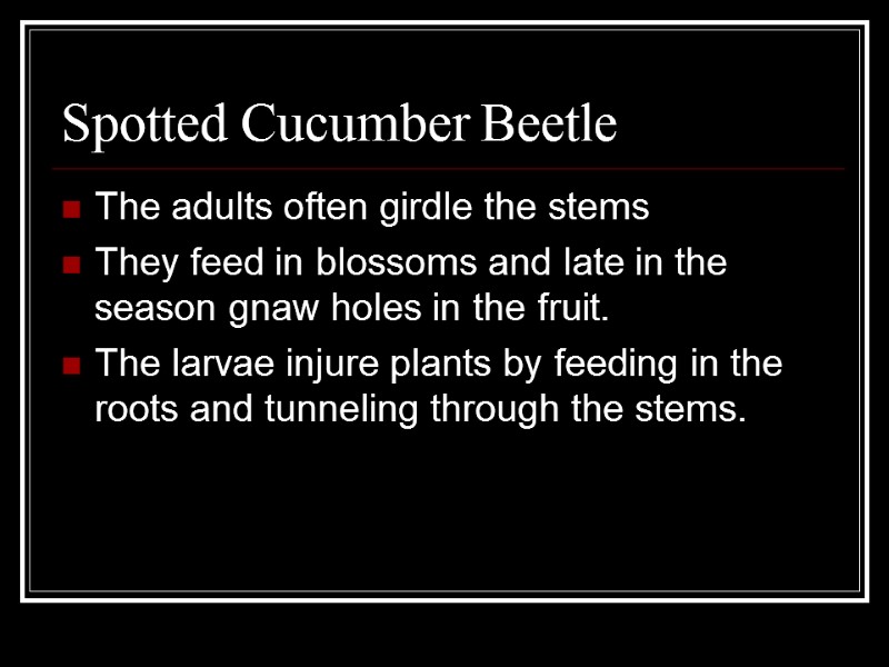 Spotted Cucumber Beetle The adults often girdle the stems They feed in blossoms and